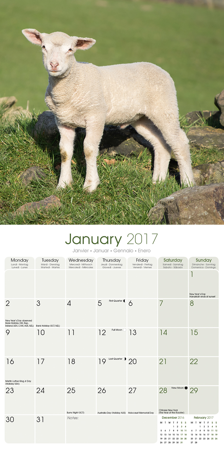 Sheep Calendar 2017 30290 17 Farm Animals