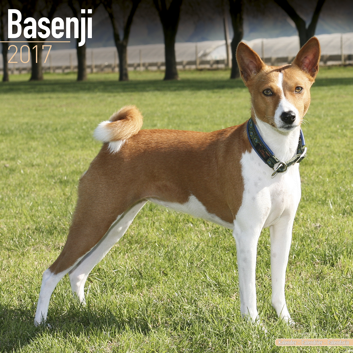 Basenji Calendar 2017 10010-17 | Basenji | Dog Breeds