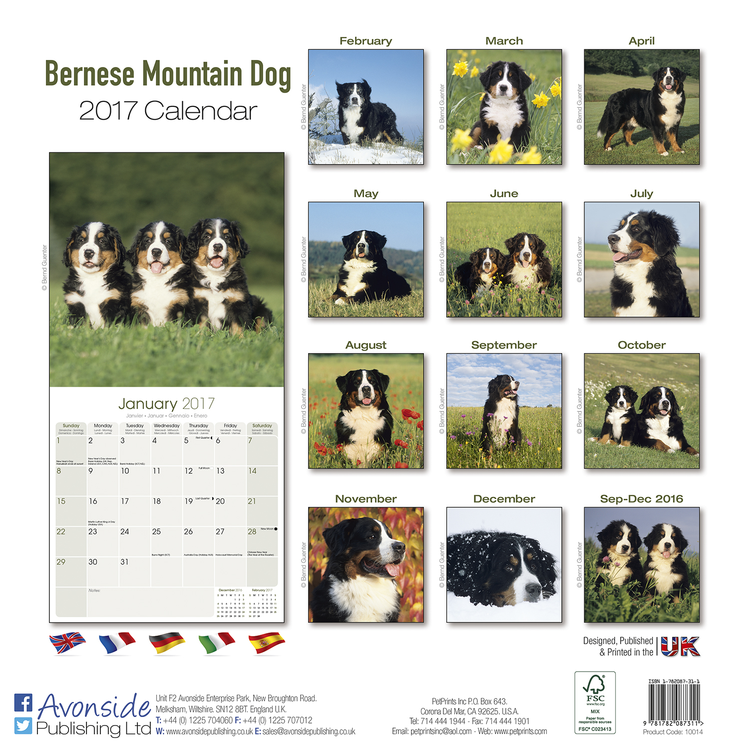 Mountain Dog Breed Crossword Mountain Dog Breed Crossword