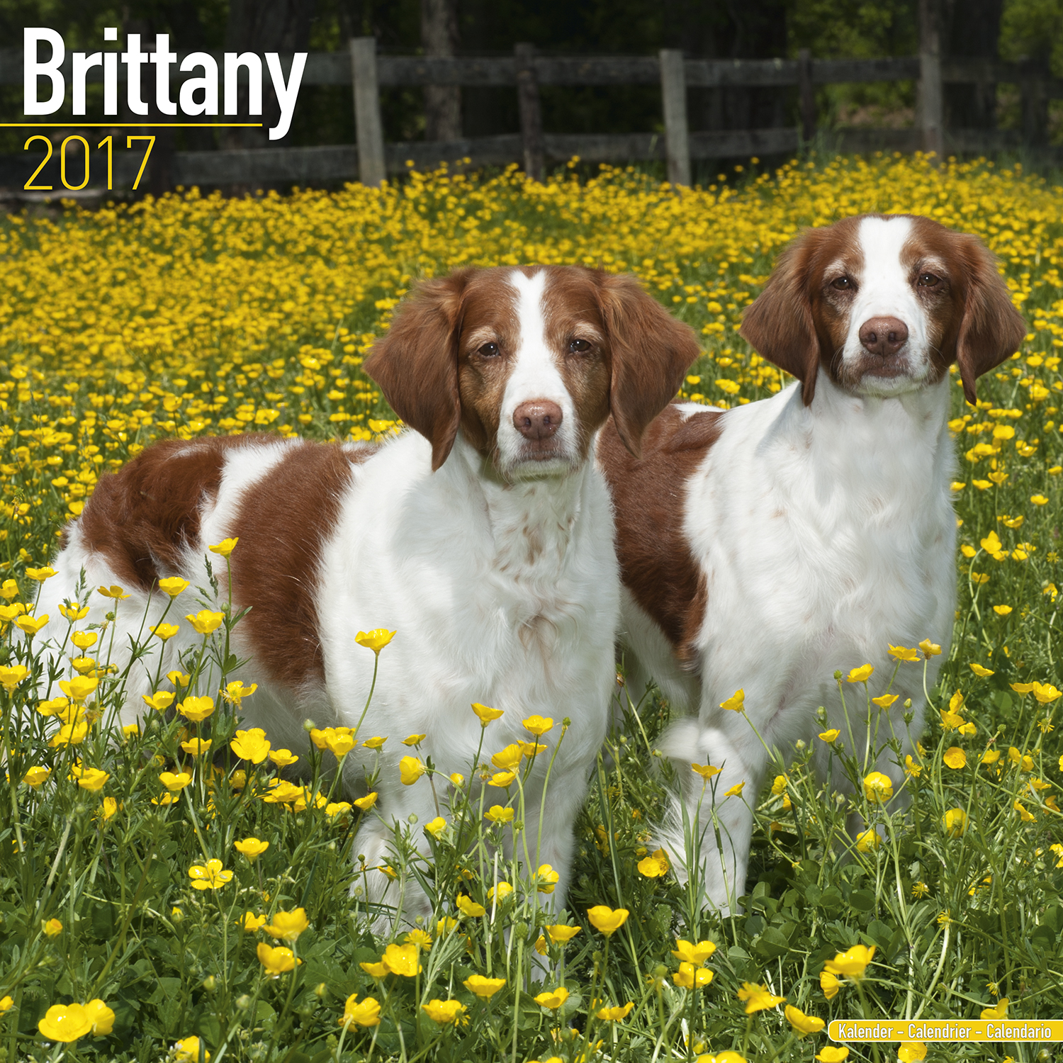 Brittany Calendar 2017 1008317 Brittany Dog Breeds