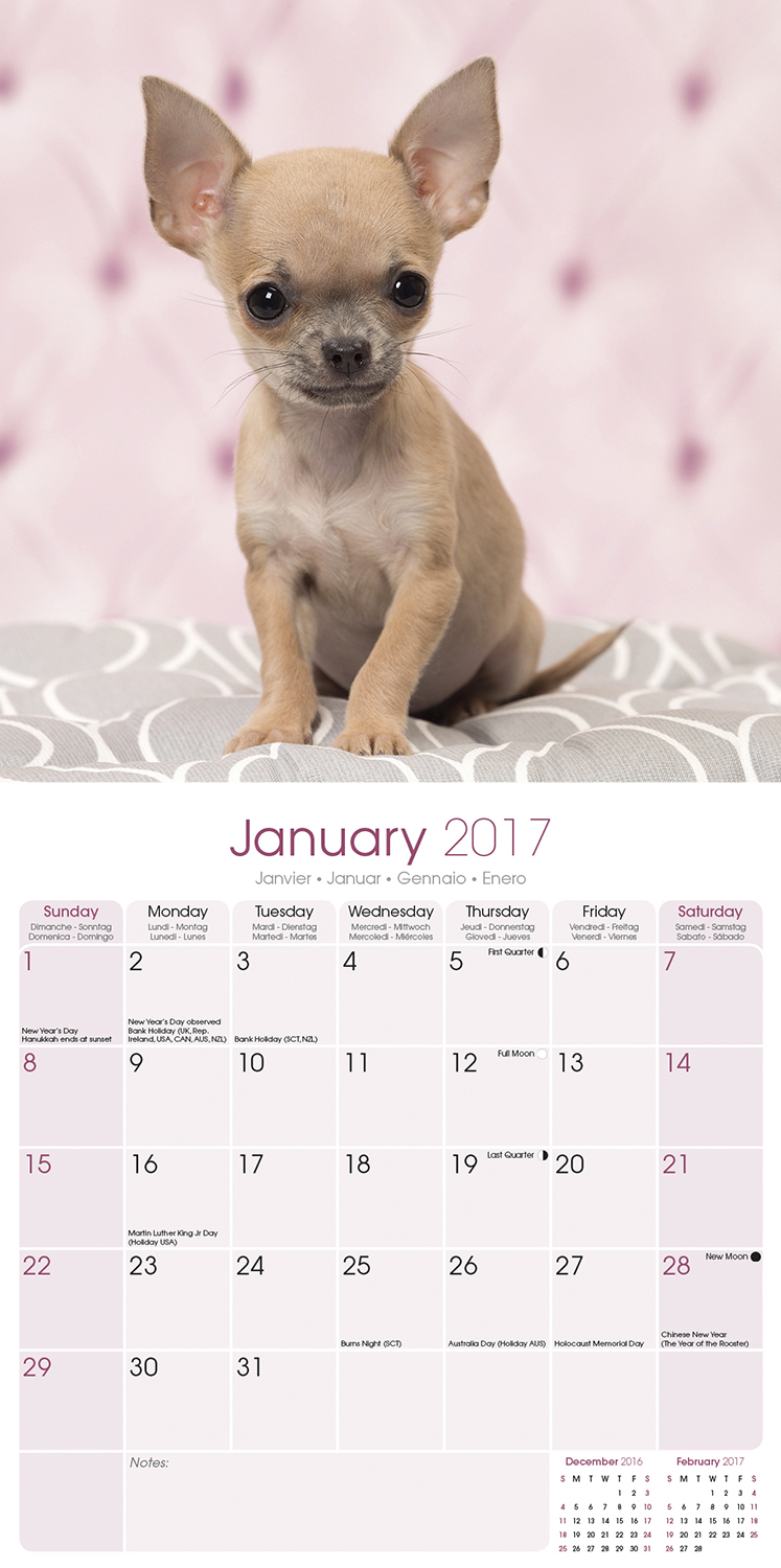 Chihuahua Calendar 2017 Pet Prints Inc 