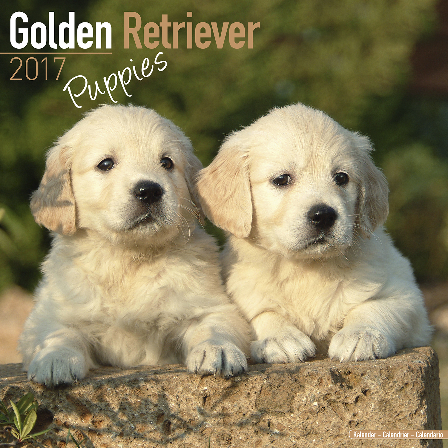 golden retriever features golden retriever puppies calendar 2017 pet prints inc golden retriever features golden retriever puppies calendar 2017 pet prints inc