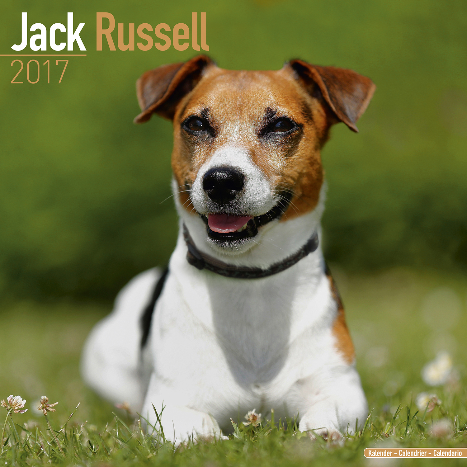 Jack Russell Calendar 2017 Pet Prints Inc 
