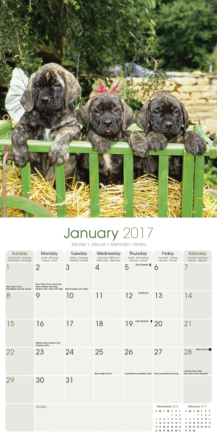 Mastiff Calendar 2017 1005317 Mastiff Dog Breeds
