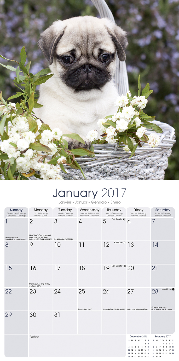 Pug Calendar 2017 10062-17 | Pug | Dog Breeds