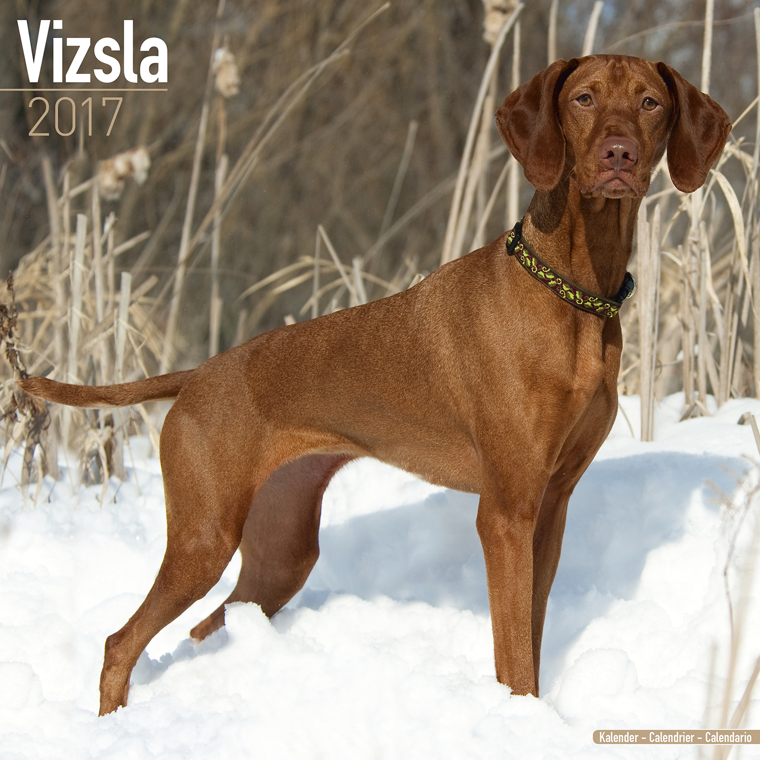 Small Hunting Dog Crossword Small Hunting Dog Crossword